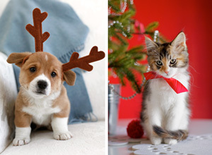 Christmas card photo ideas pets