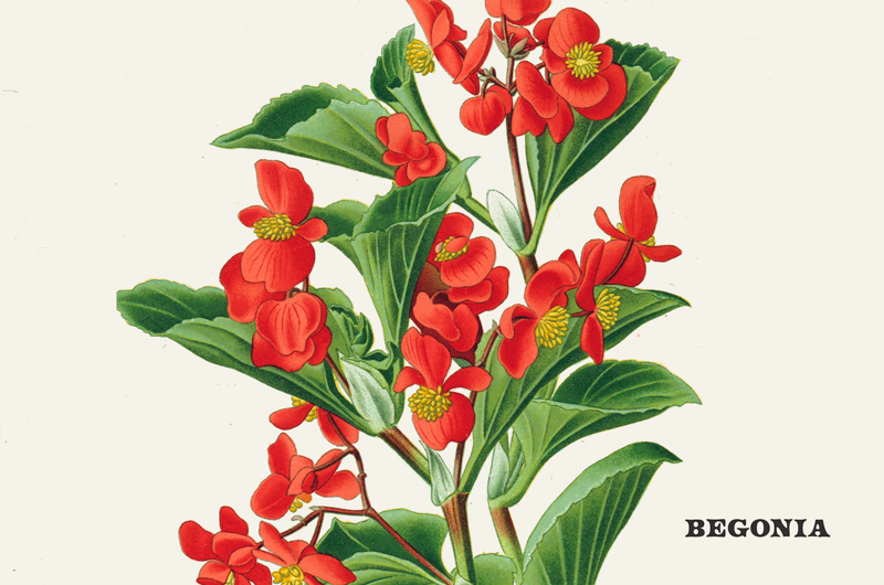 16420 Extra Flowers 02